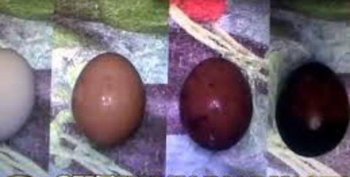 Почему яйца опускаются. Скорлупа яиц в Кока Коле. Эксперимент с колой и яйцом. Если яйцо. Яйца опущенные в колу.