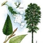 e-desktop-32755_html_4c38d87e-jpg