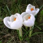 http-100trav-com-wp-content-uploads-2014-06-pods