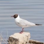 http-www-birds-kz-photos-0131-001-01310010901-jp