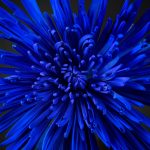 2020Nature___Flowers_Blue_aster_flower_close_up_145399_